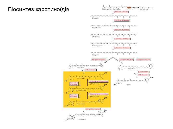 Біосинтез каротиноїдів 