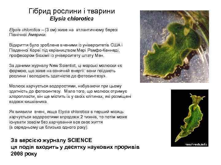 Гібрид рослини і тварини Elysia chlorotica Еlysia chlorotica – (3 см) живе на атлантичному