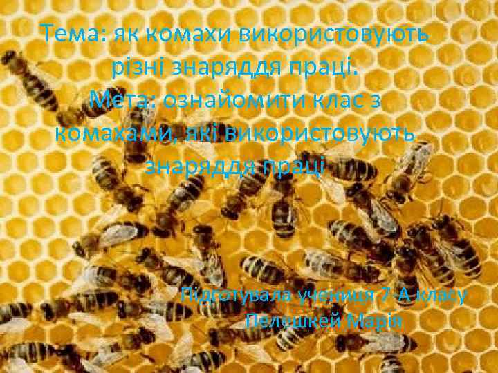 Тема: як комахи використовують різні знаряддя праці. Мета: ознайомити клас з комахами, які використовують