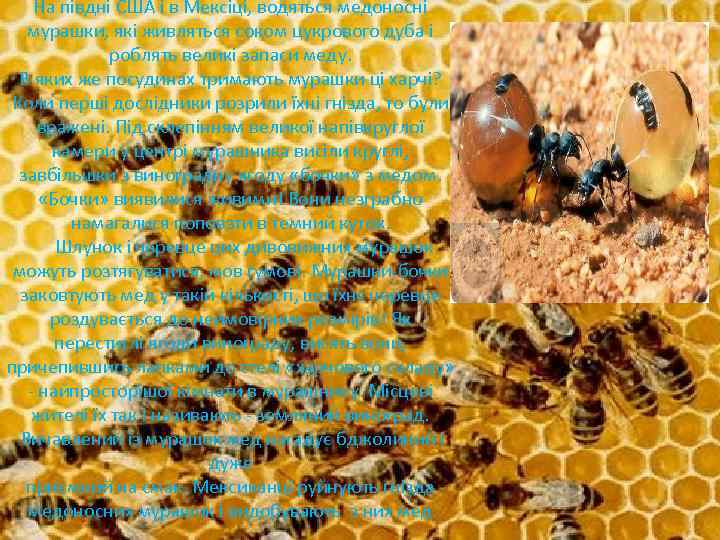 На півдні США і в Мексіці, водяться медоносні мурашки, які живляться соком цукрового дуба