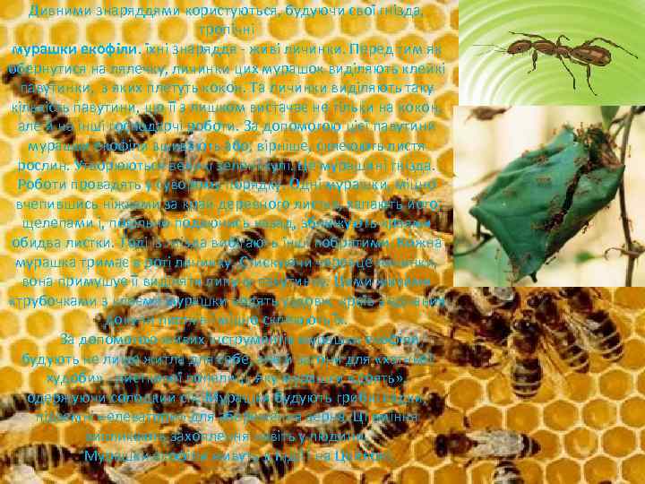 Дивними знаряддями користуються, будуючи свої гнізда, тропічні мурашки екофіли. їхні знаряддя - живі личинки.