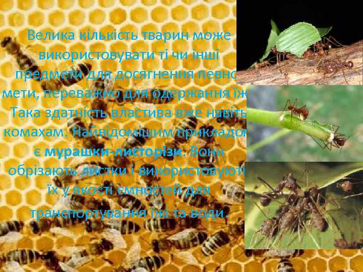 Велика кількість тварин може використовувати ті чи інші предмети для досягнення певної мети, переважно