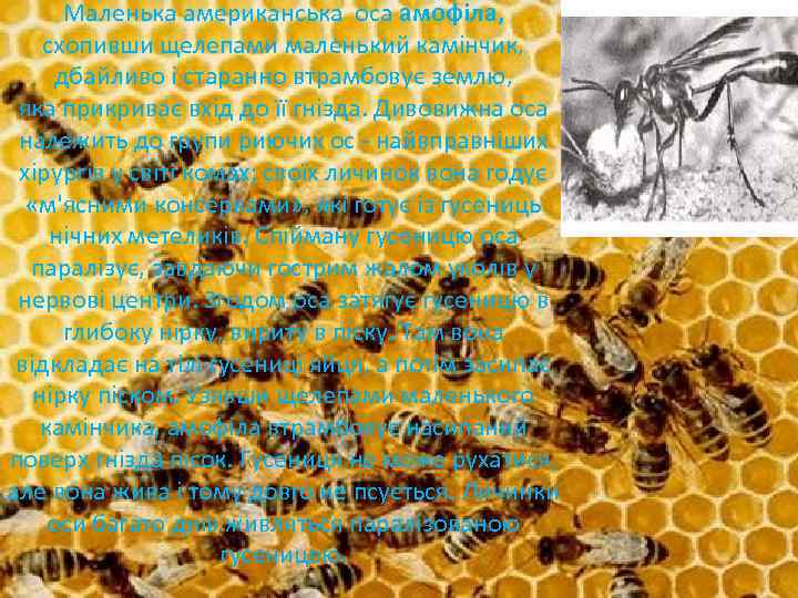 Маленька американська оса амофіла, схопивши щелепами маленький камінчик, дбайливо і старанно втрамбовує землю, яка