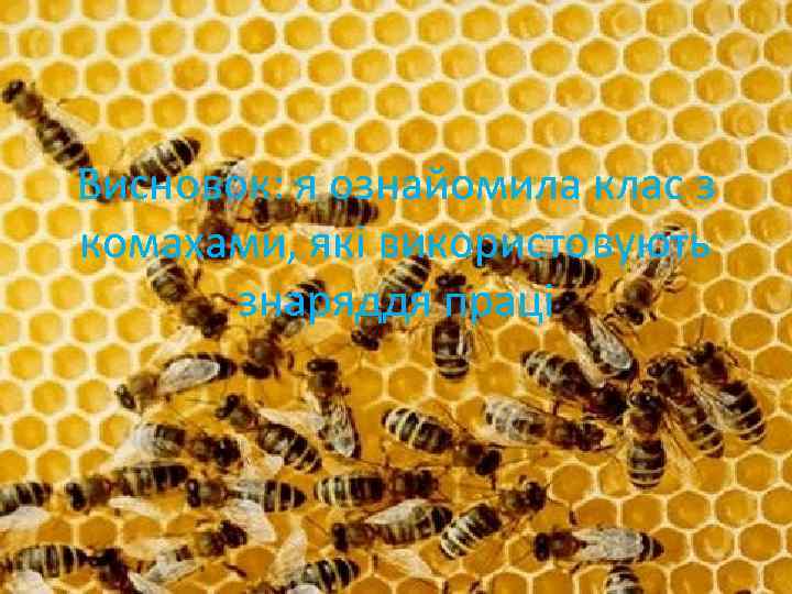 Висновок: я ознайомила клас з комахами, які використовують знаряддя праці 