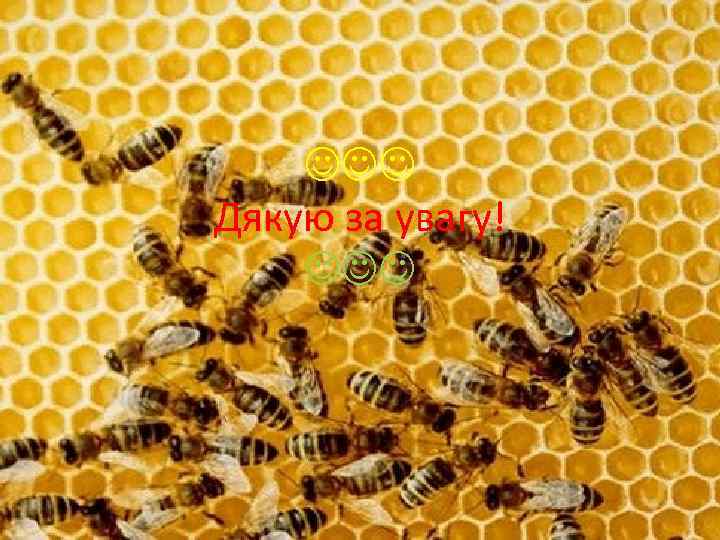  Дякую за увагу! 