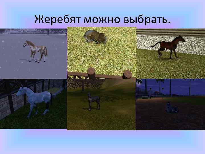 Жеребят можно выбрать. 