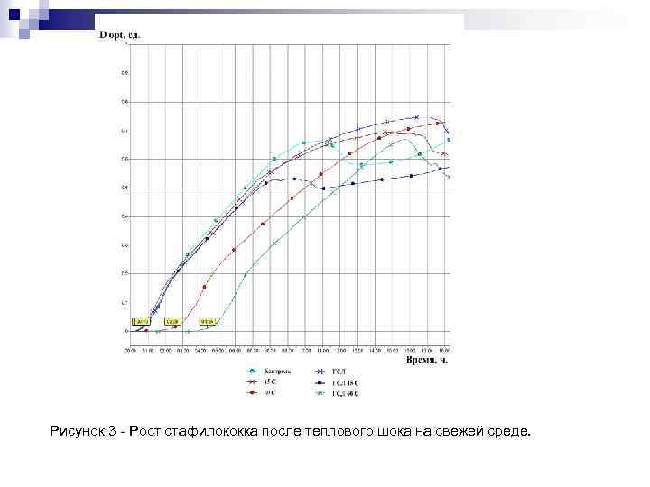Рисунок 3 - Рост стафилококка после теплового шока на свежей среде. 
