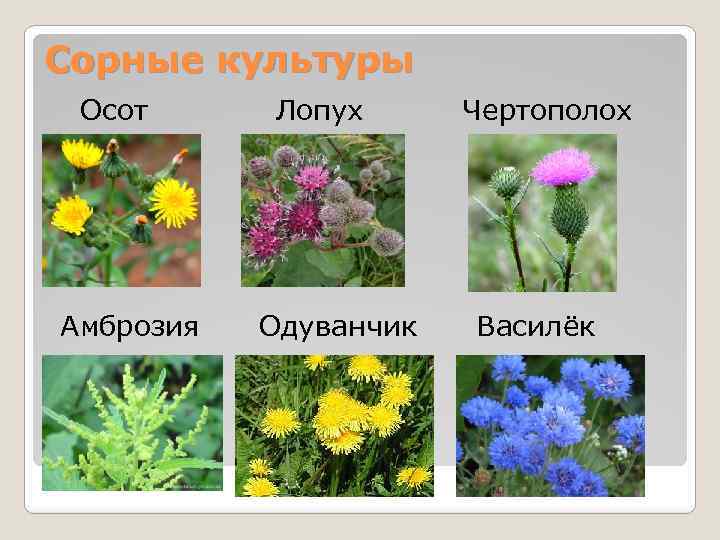 Культуры сложноцветных