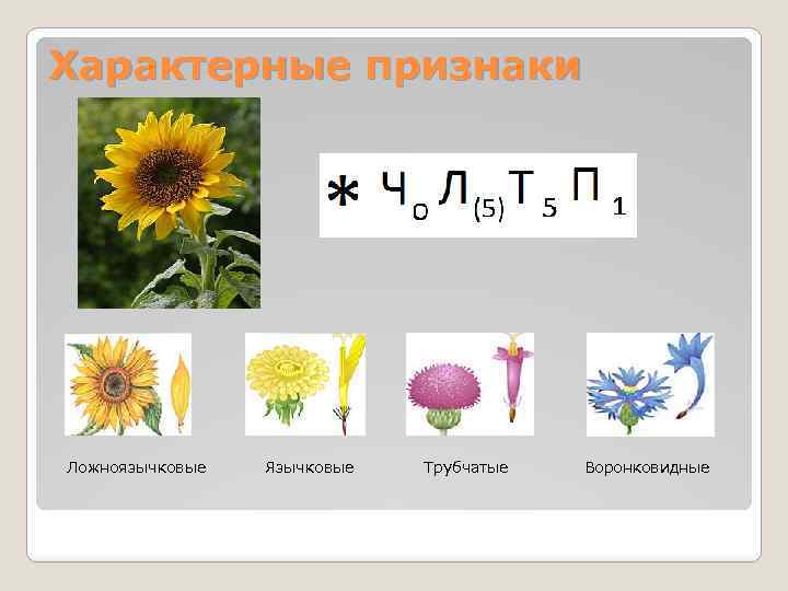 Характерные признаки Ложноязычковые Язычковые Трубчатые Воронковидные 