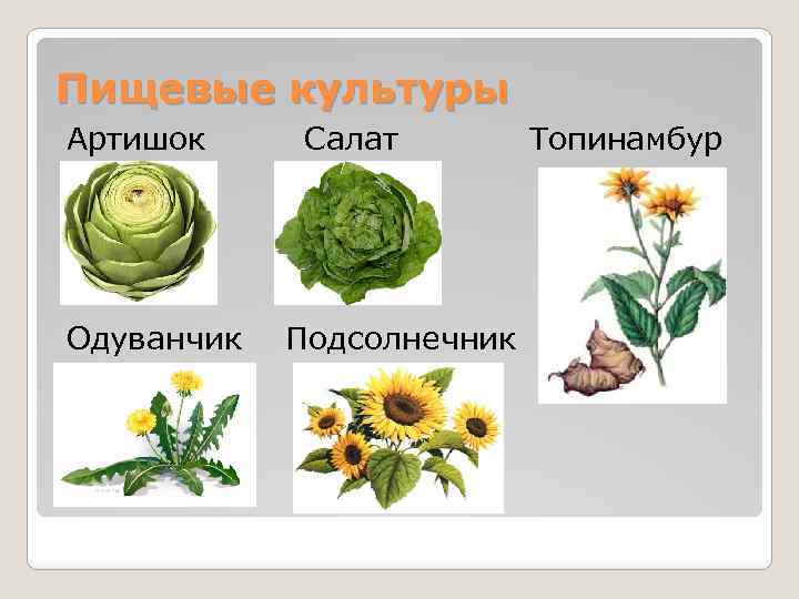 Презентация сложноцветные подсолнечник 7 класс 8 вид