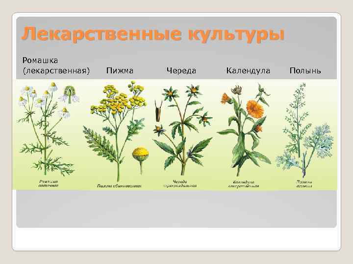 Лечебные культуры. Дикорастущие Сложноцветные растения. Лекарственные растения семейства сложноцветных. Надцарство ромашки лекарственной. Лекарственные культурные растения.