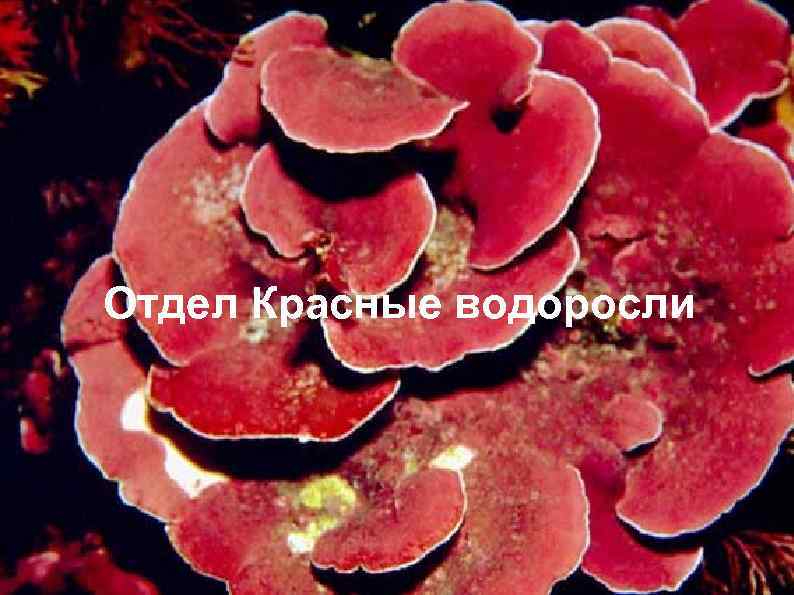Отдел Красные водоросли 