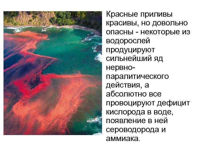 Красные приливы красивы, но довольно опасны - некоторые из водорослей продуцируют сильнейший яд нервнопаралитического