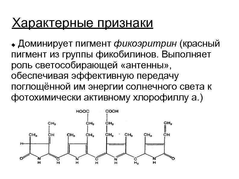 Характерные признаки Доминирует пигмент фикоэритрин (красный пигмент из группы фикобилинов. Выполняет роль светособирающей «антенны»