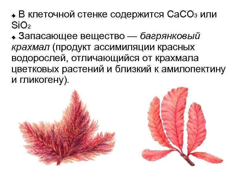 Строение красные