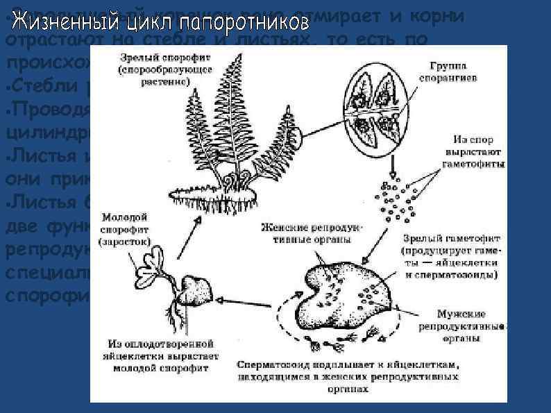 Зародышевый корешок рано отмирает и корни отрастают на стебле и листьях, то есть по