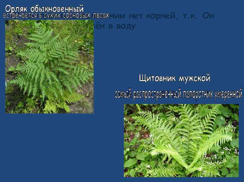 У папоротника сальвинии нет корней, т. к. Он наполовину погружён в воду ● 