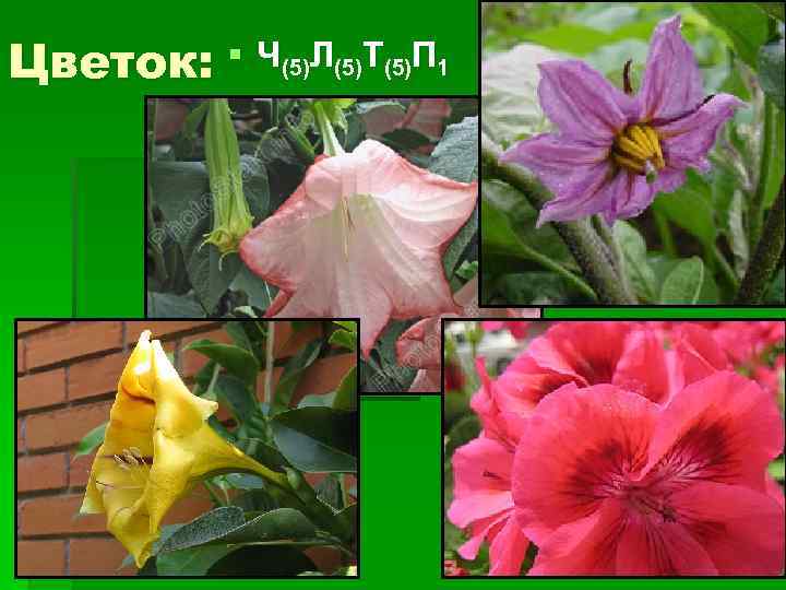Цветок: § Ч(5)Л(5)Т(5)П 1 