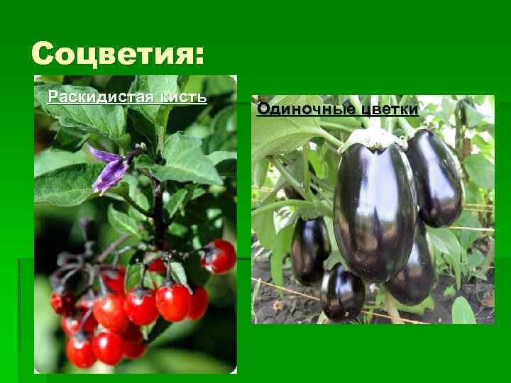 Соцветия: Раскидистая кисть Одиночные цветки 