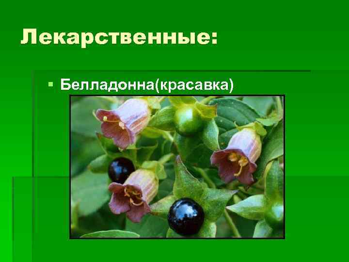 Лекарственные: § Белладонна(красавка) 