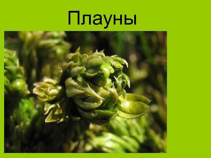 Плауны 