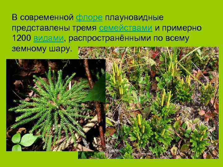 В современной флоре плауновидные представлены тремя семействами и примерно 1200 видами, распространёнными по всему