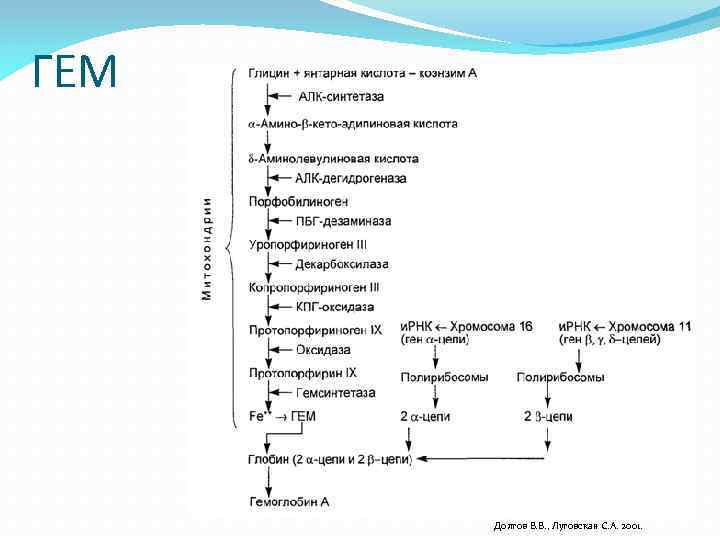 ГЕМ Долгов В. В. , Луговская С. А. 2001. 