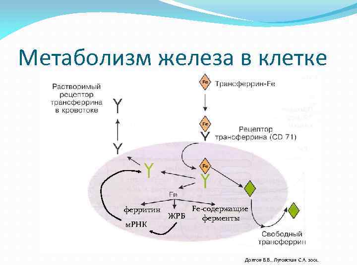 Метаболизм железа в клетке ферритин м. РНК Fe-содержащие ЖРБ ферменты Долгов В. В. ,