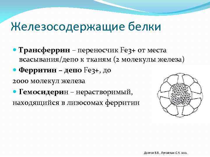 Железосодержащие белки Трансферрин – переносчик Fe 3+ от места всасывания/депо к тканям (2 молекулы