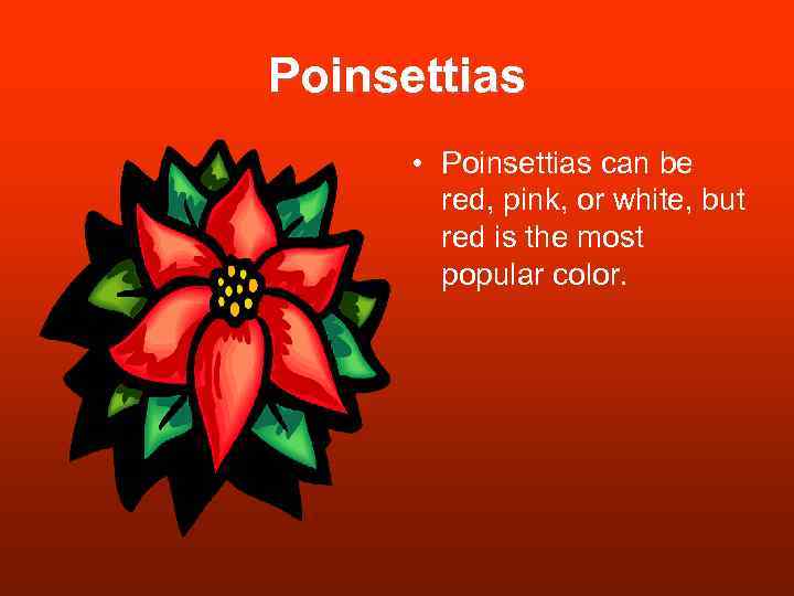 Poinsettias • Poinsettias can be red, pink, or white, but red is the most