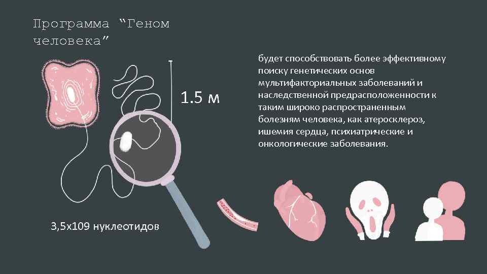 Программа “Геном человека” 1. 5 м 3, 5 х109 нуклеотидов будет способствовать более эффективному
