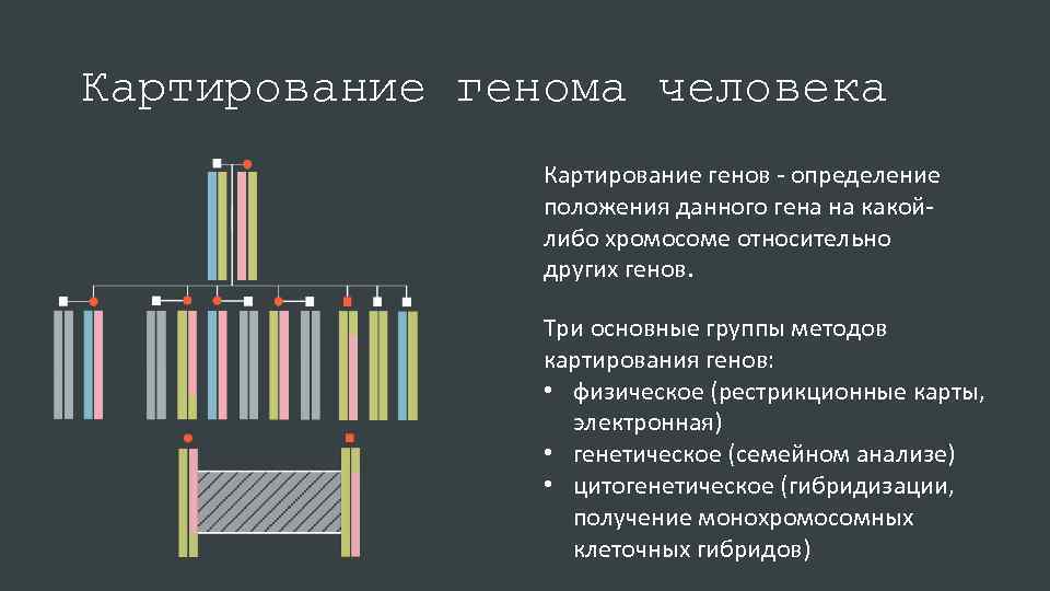 Карта хромосом человека