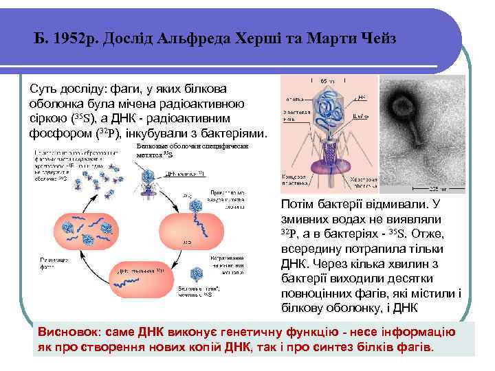 Б. 1952 р. Дослід Альфреда Херші та Марти Чейз Суть досліду: фаги, у яких