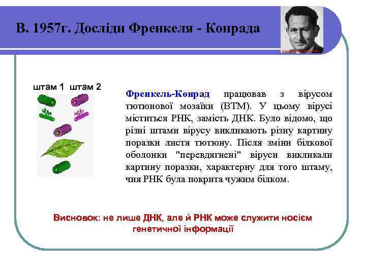 В. 1957 г. Досліди Френкеля - Конрада штам 1 штам 2 Френкель-Конрад працював з