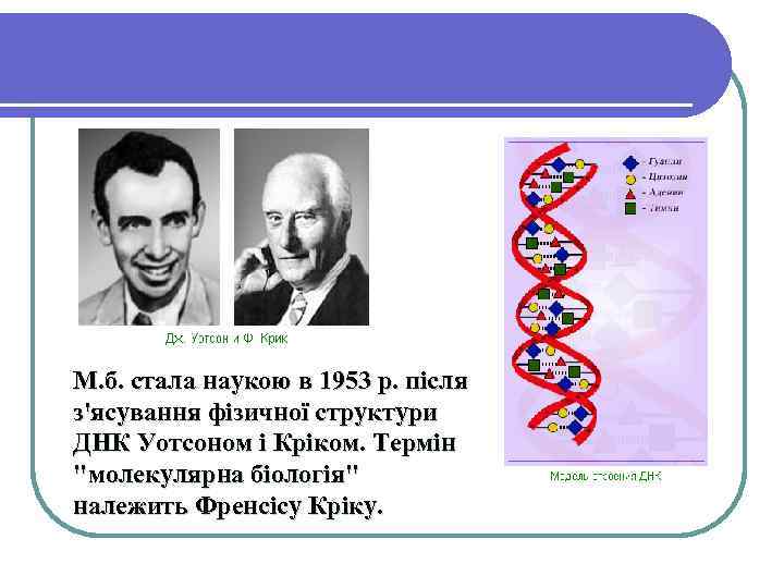 М. б. стала наукою в 1953 р. після з'ясування фізичної структури ДНК Уотсоном і