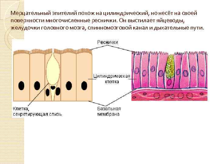 Мерцательный эпителий рисунок