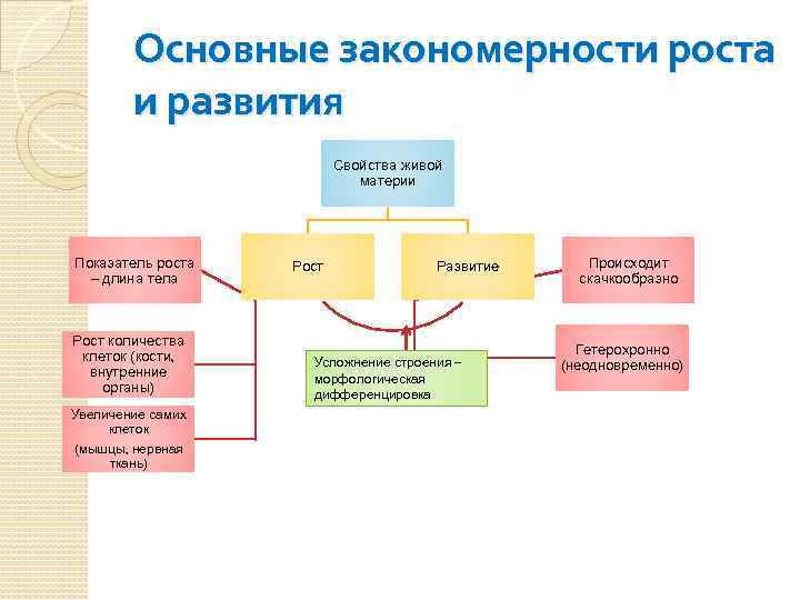 Процессы роста и развития. Закономерности роста и развития человека. Назвать основные закономерности роста и развития. Основные закономерности роста и развития организма. Общие закономерности роста и развития детского организма.