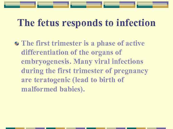The fetus responds to infection The first trimester is a phase of active differentiation