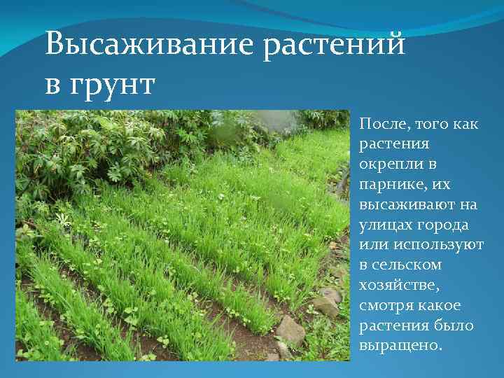 Высаживание растений в грунт После, того как растения окрепли в парнике, их высаживают на