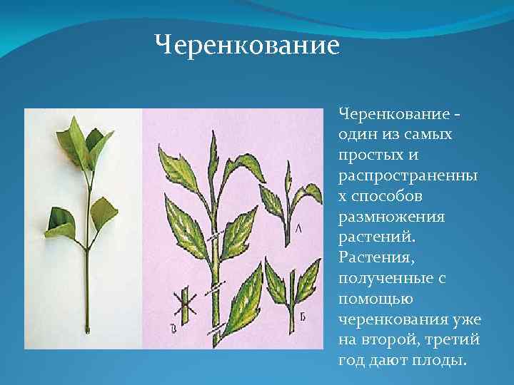 Черенкование один из самых простых и распространенны х способов размножения растений. Растения, полученные с