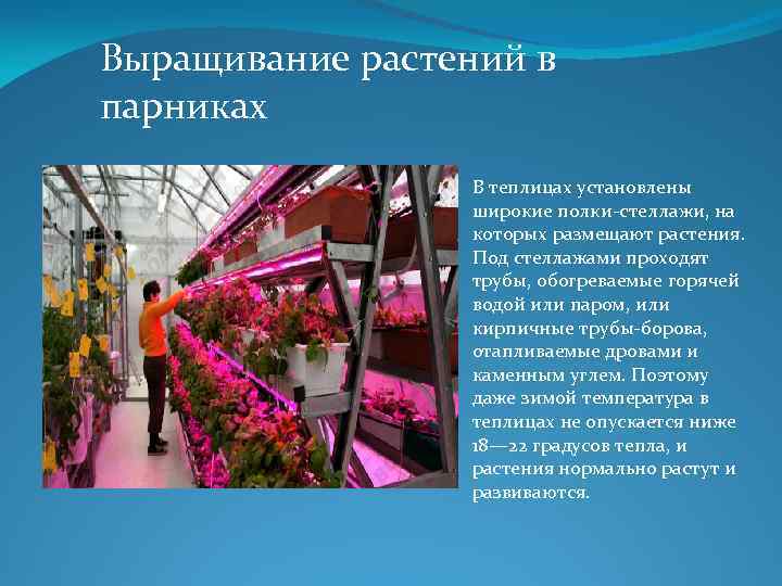 Выращивание растений в парниках В теплицах установлены широкие полки-стеллажи, на которых размещают растения. Под