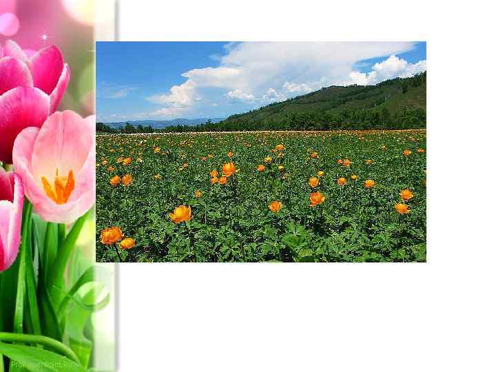 Pro. Power. Point. Ru 