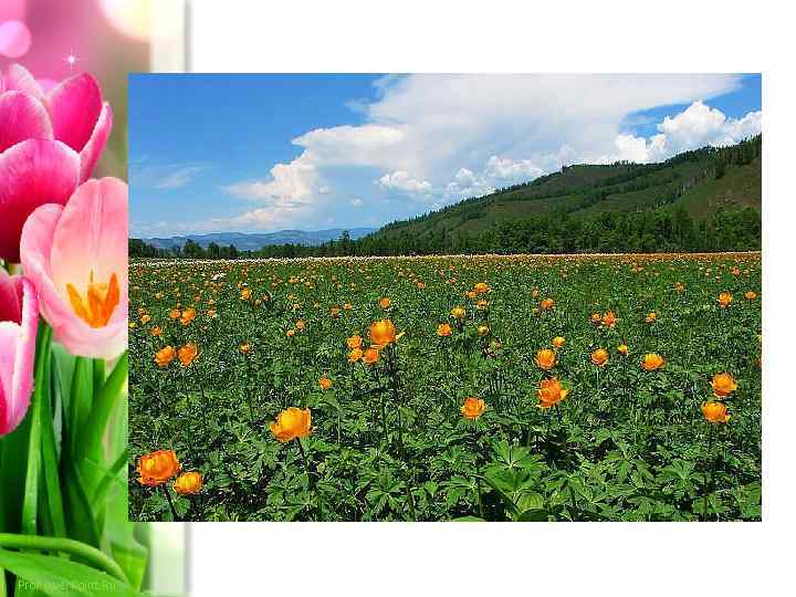 Pro. Power. Point. Ru 