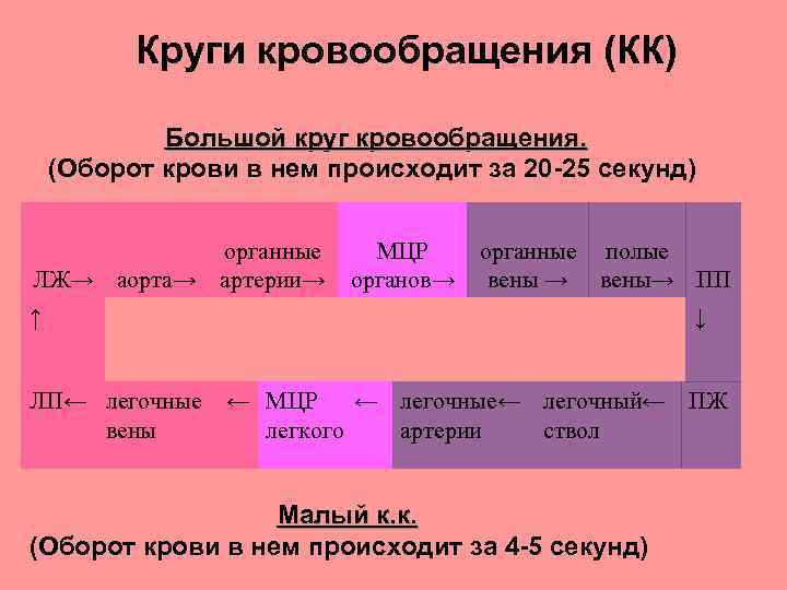 Круги кровообращения (КК) Большой круг кровообращения. (Оборот крови в нем происходит за 20 -25