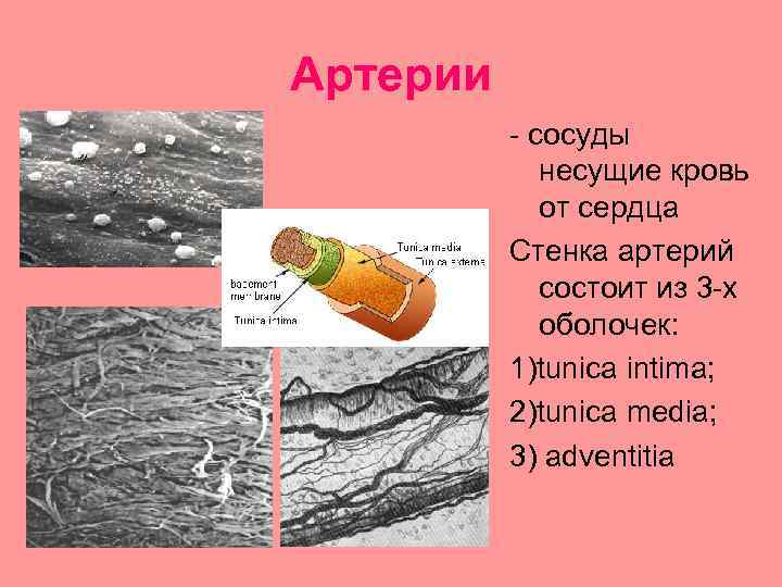 Артерии - сосуды несущие кровь от сердца Стенка артерий состоит из 3 -х оболочек: