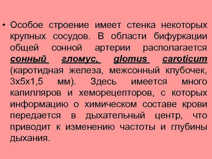  • Особое строение имеет стенка некоторых крупных сосудов. В области бифуркации общей сонной