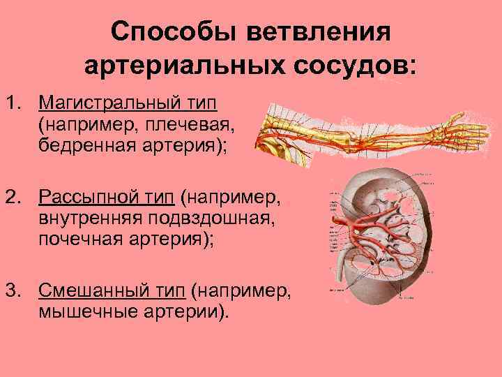 Способы ветвления артериальных сосудов: 1. Магистральный тип (например, плечевая, бедренная артерия); 2. Рассыпной тип