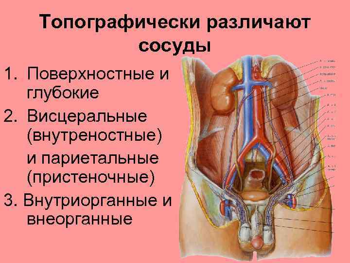 Топографически различают сосуды 1. Поверхностные и глубокие 2. Висцеральные (внутреностные) и париетальные (пристеночные) 3.