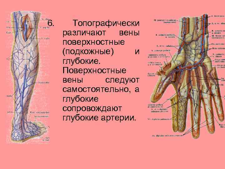 Вены нижних конечностей поверхностные и глубокие.