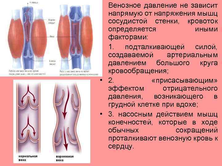  • Венозное давление не зависит напрямую от напряжения мышц сосудистой стенки, кровоток определяется